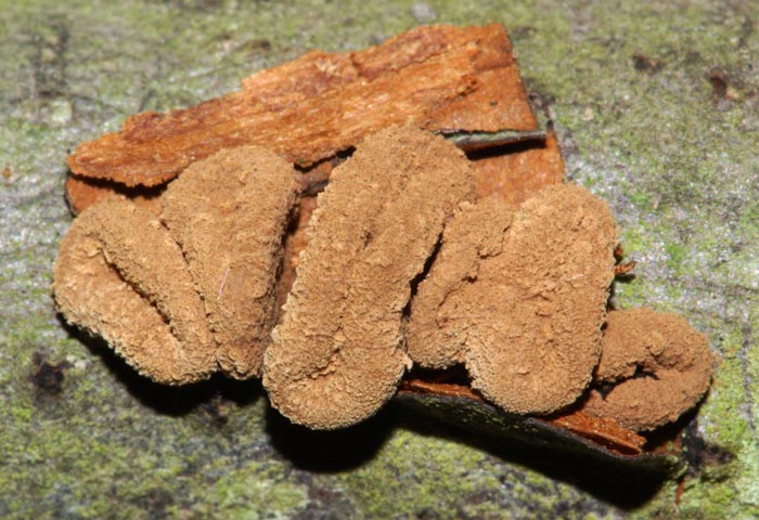 Encoelia furfuracea